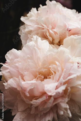 bouquet of pink roses