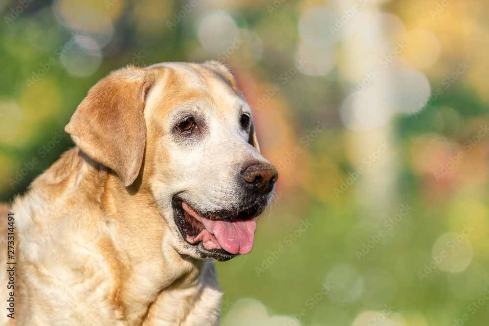 Labrador Senior Dog Lady! Labrador Senior Dog Lady!