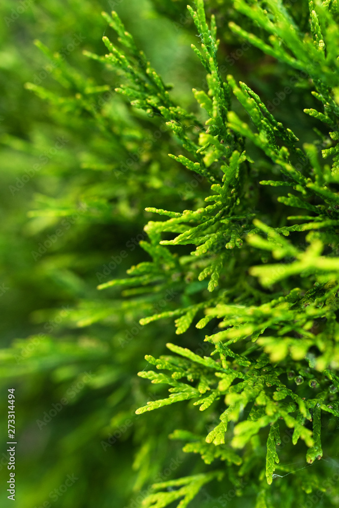 Young thuja leaves on a blurred background.