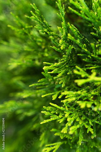 Young thuja leaves on a blurred background.