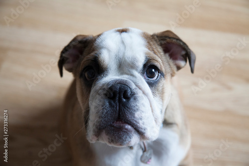 Great British Bulldog looking at the camera