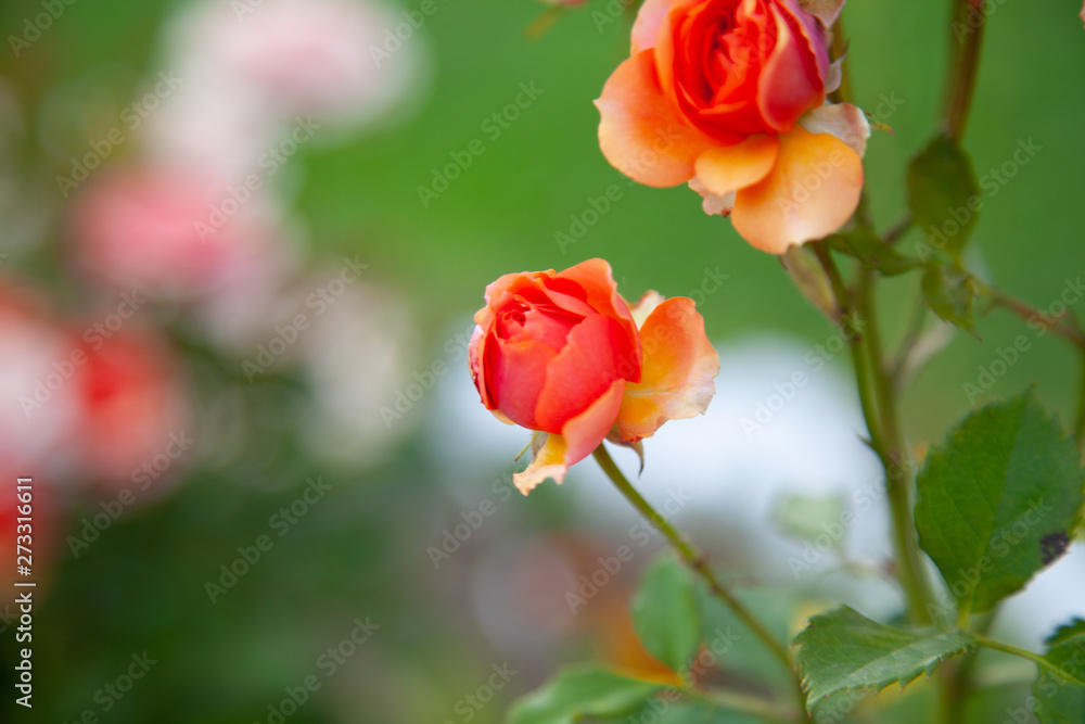 beautiful orange roses on a blurred background beautiful orange roses on a blurred background