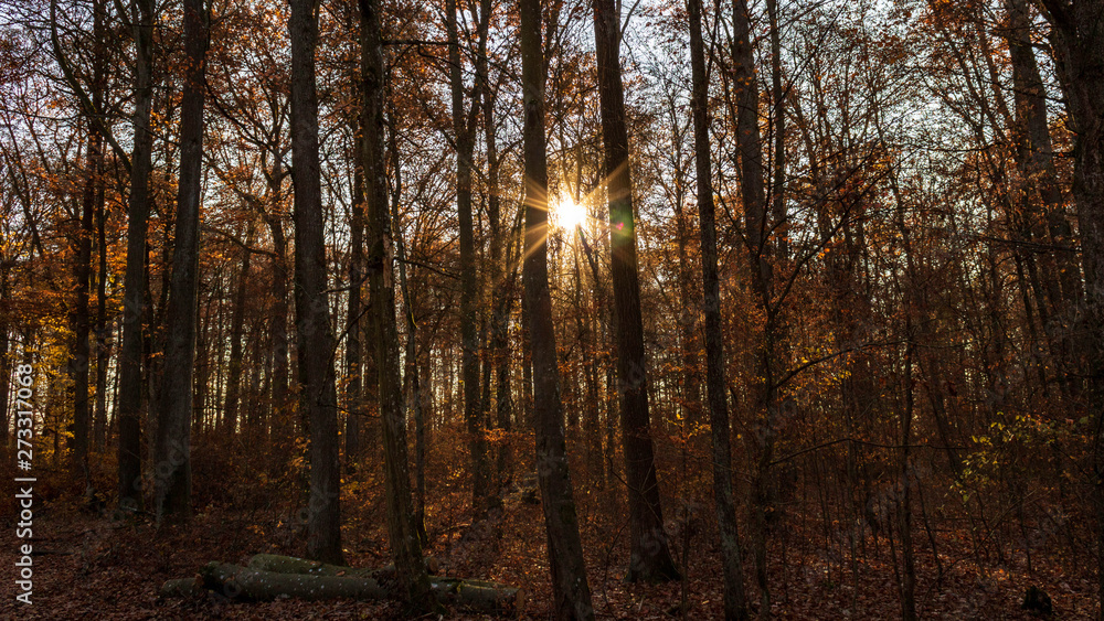 Dark orange forest in autumn with sun star Dark orange forest in autumn with sun star