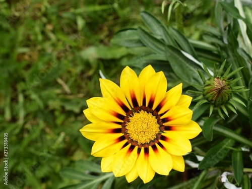 Beautiful gazania flower  Gazania rigens  of bright yellow color