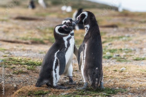 Magellanic penguins, Magdalena island in Patagonia, Chile, South America