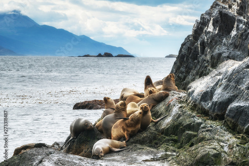 Sea lions. National Park Tierra del Fuego. Ushuaia, Argentina