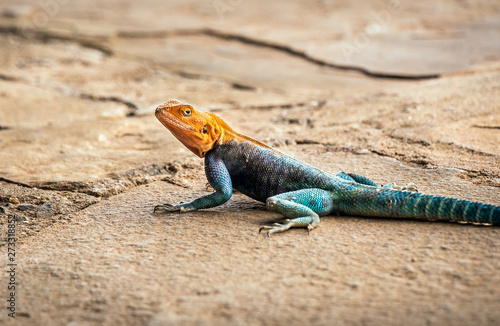 African lizard in Kenya