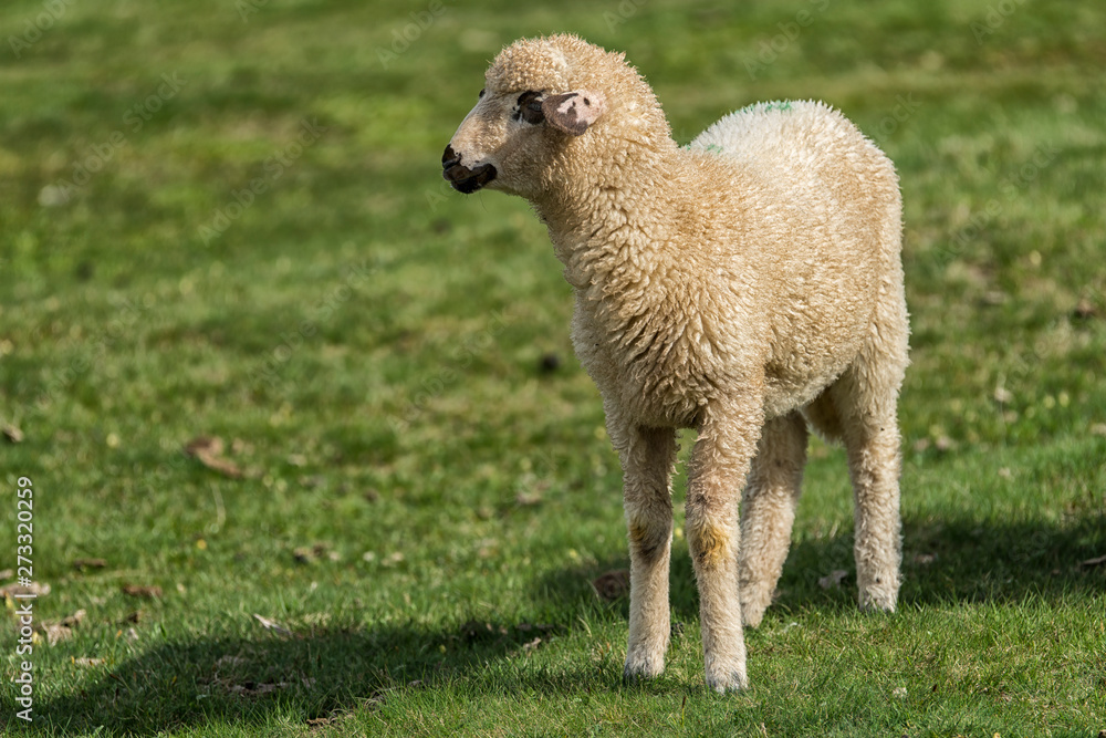 Lambs and sheeps on a green field Lambs and sheeps on a green field