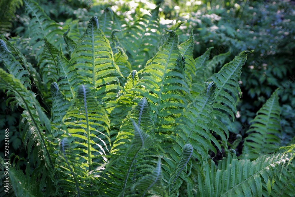 plant fern copy space, selective focus