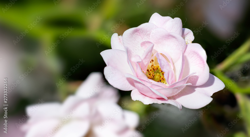 Pink Polyantha Shrub Rose also known as The Fairy rose in a garden, under the hot spring sun Pink Polyantha Shrub Rose also known as The Fairy rose in a garden, under the hot spring sun