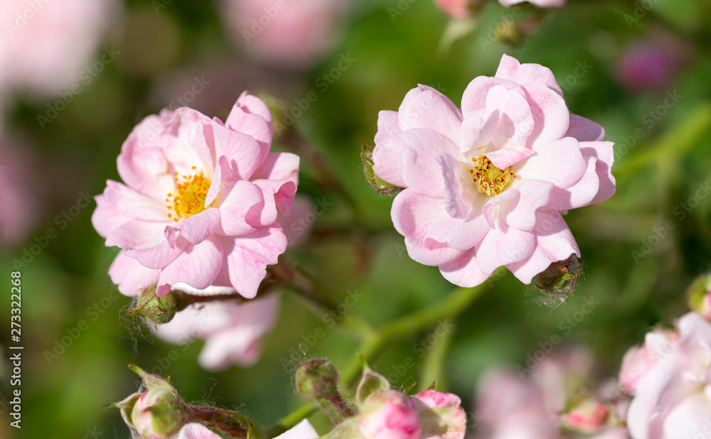 Pink Polyantha Shrub Roses also known as The Fairy roses in a garden, under the hot spring sun Pink Polyantha Shrub Roses also known as The Fairy roses in a garden, under the hot spring sun