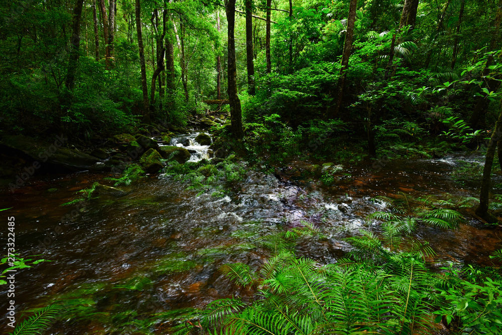 Rainforest jungle with rock and green mos and ferns tropical leaves foliage in the wild forest - Mountain river stream waterfall green tree landscape nature Rainforest jungle with rock and green mos and ferns tropical leaves foliage in the wild forest - Mountain river stream waterfall green tree landscape nature
