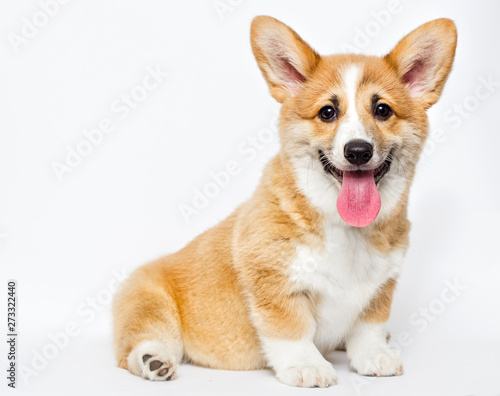cute welsh corgi puppy smiles photo