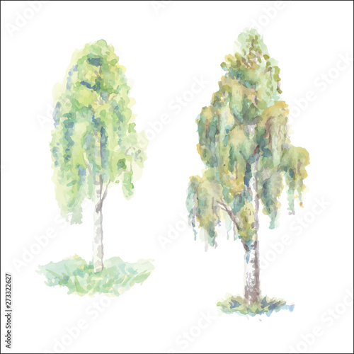 Watercolor birch isolated on white background.