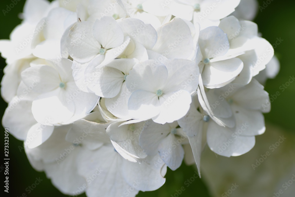 Hydrangea flower / Colorful close-up image. Hydrangea flower / Colorful close-up image.