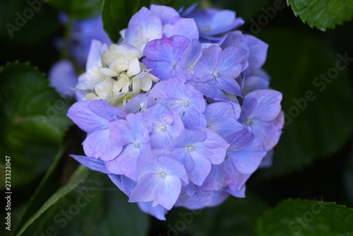 Hydrangea flower   Colorful close-up image.