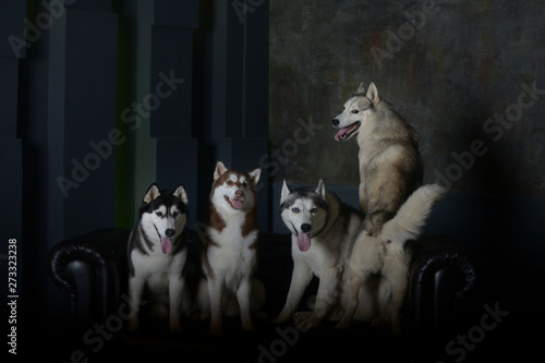 one of the four dogs of breed Siberian Husky does not want to pose