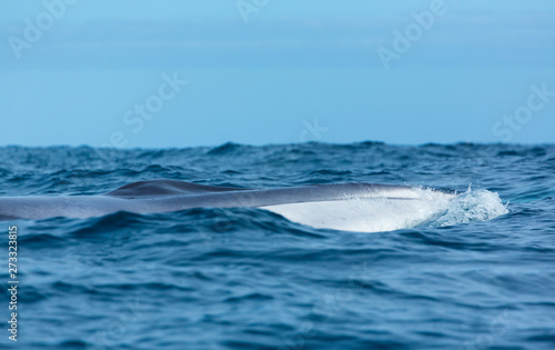 Whale, Azores Archipelago, Portugal, Europe