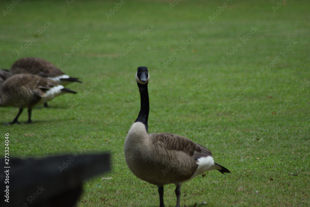 canada goose on green grass