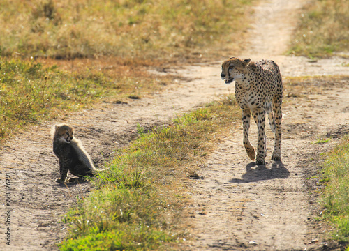 Cheetah Acinonyx jubatus Mother and fluffy little baby cub running happily together Masai Mara National Reserve Kenya East Africa