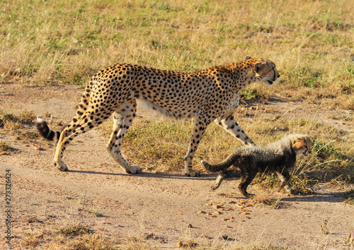 Cheetah Acinonyx jubatus Mother and adorable baby cub kitten walking together Masai Mara National Reserve Kenya East Africa