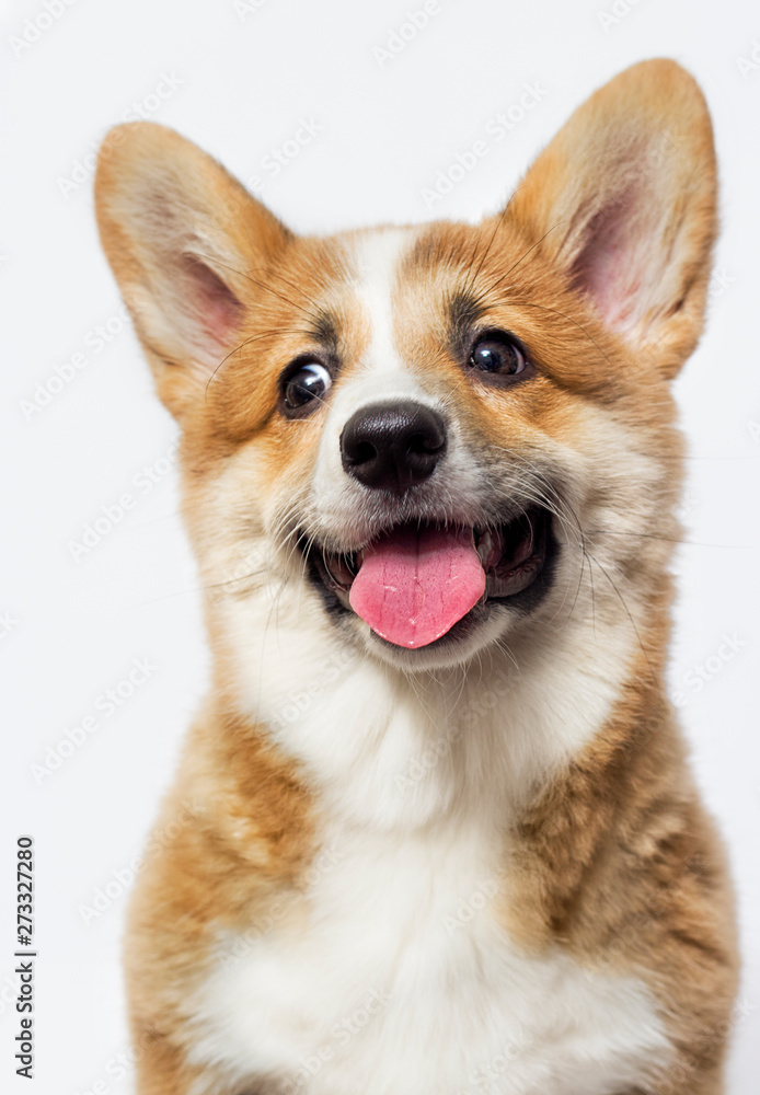 portrait of a cute welsh corgi puppy smiling