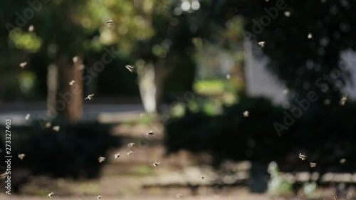 Bees swarming in the late afternoon light in rural Africa, slow motion photo