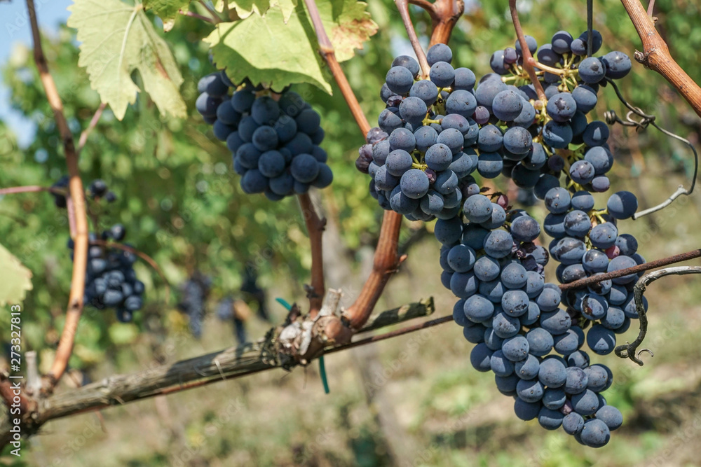 ripe black / blue grapes in a vineyard