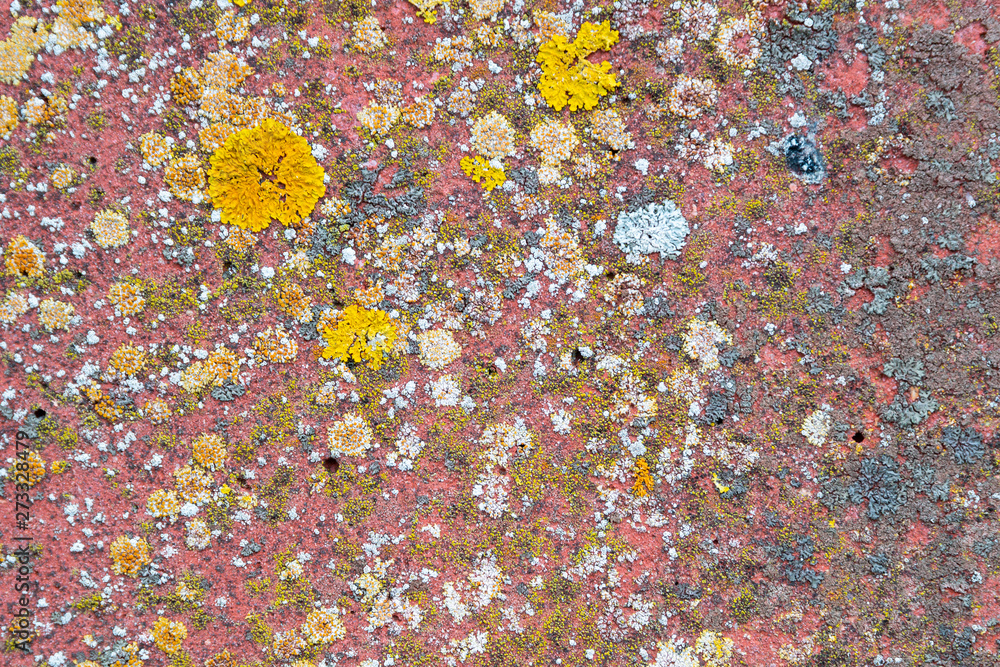 Xanthoria parietina, elegans, orange lichen, yellow scale, maritime sunburst lichen and shore lichen on a stone wall Xanthoria parietina, elegans, orange lichen, yellow scale, maritime sunburst lichen and shore lichen on a stone wall