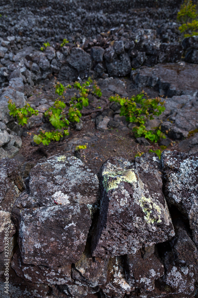 Landscape of the Pico Island Vineyard Culture has been classified by UNESCO as a World Heritage Site since 2004, Pico Island, Azores Archipelago, Portugal, Europe