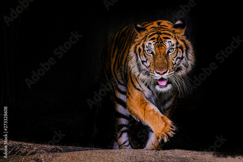 Tiger portrait of a bengal tiger in Thailand on a black background photo