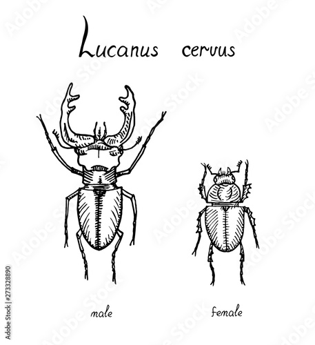 Lucanus cervus, stag beetle (family Lucanidae) male and female sexual dimorphism, drawing, high quality vintage engraved illustration style, hand drawn doodle, sketch, vector with inscription © ArtoPhotoDesigno