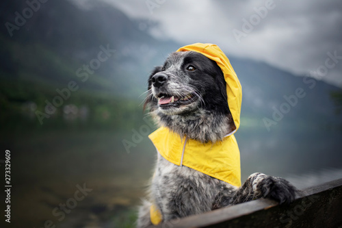 Photography Dog with rain coat at the lake. Dog in the rain.