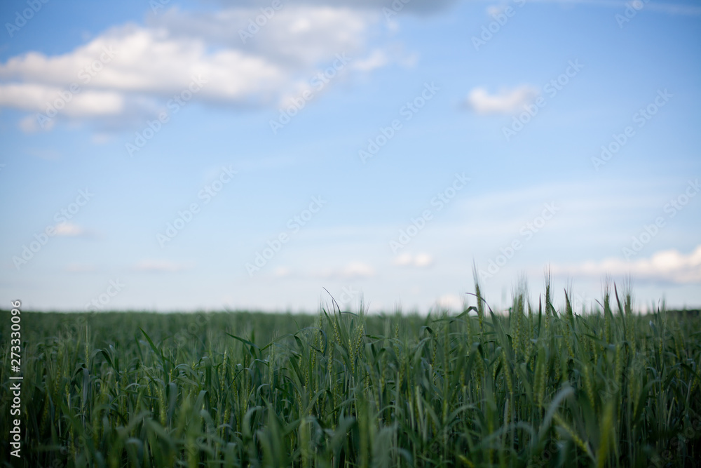 field of rye and blue sky with white clouds field of rye and blue sky with white clouds