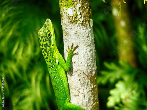 lézard