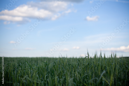 field of rye and blue sky with white clouds