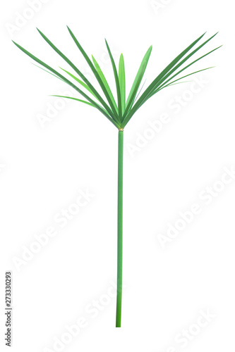 Umbrella plant  Papyrus  Cyperus alternifolius L. Isolated on white backgrund. with clipping path.