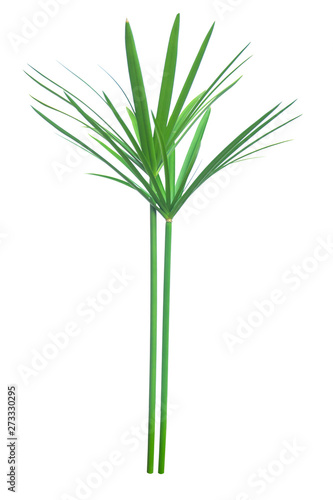 Umbrella plant  Papyrus  Cyperus alternifolius L. Isolated on white backgrund. with clipping path.