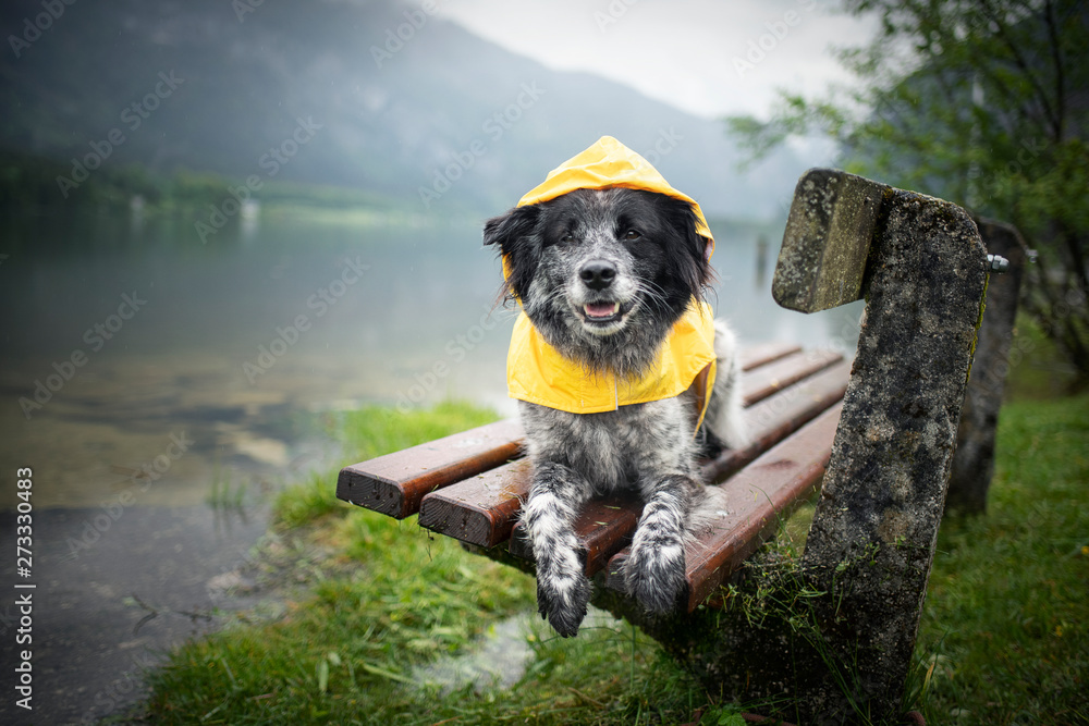 Dog with rain coat at the lake. Dog in the rain. Photos Adobe Stock