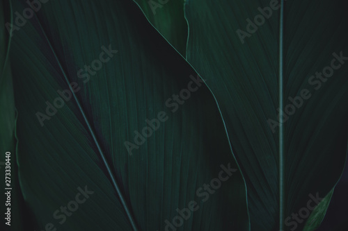 Green leaves pattern background. Flat lay. nature dark green tone background