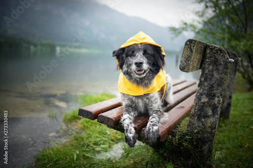 Photography Dog with rain coat at the lake. Dog in the rain.