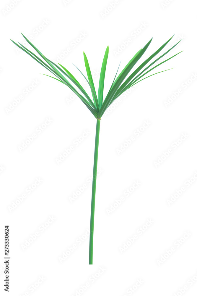 Umbrella plant, Papyrus, Cyperus alternifolius L. Isolated on white backgrund. with clipping path. Umbrella plant, Papyrus, Cyperus alternifolius L. Isolated on white backgrund. with clipping path.