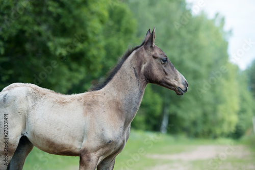 portrait of  purebred akhalteke foal against tree background © anakondasp