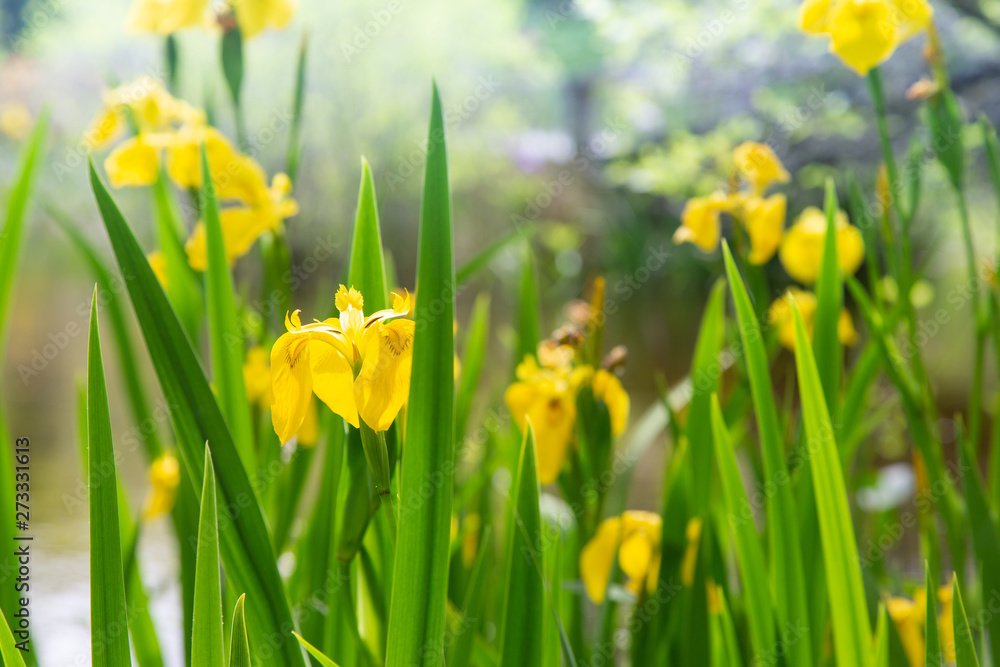 Yellow daffodils next to a pond Yellow daffodils next to a pond