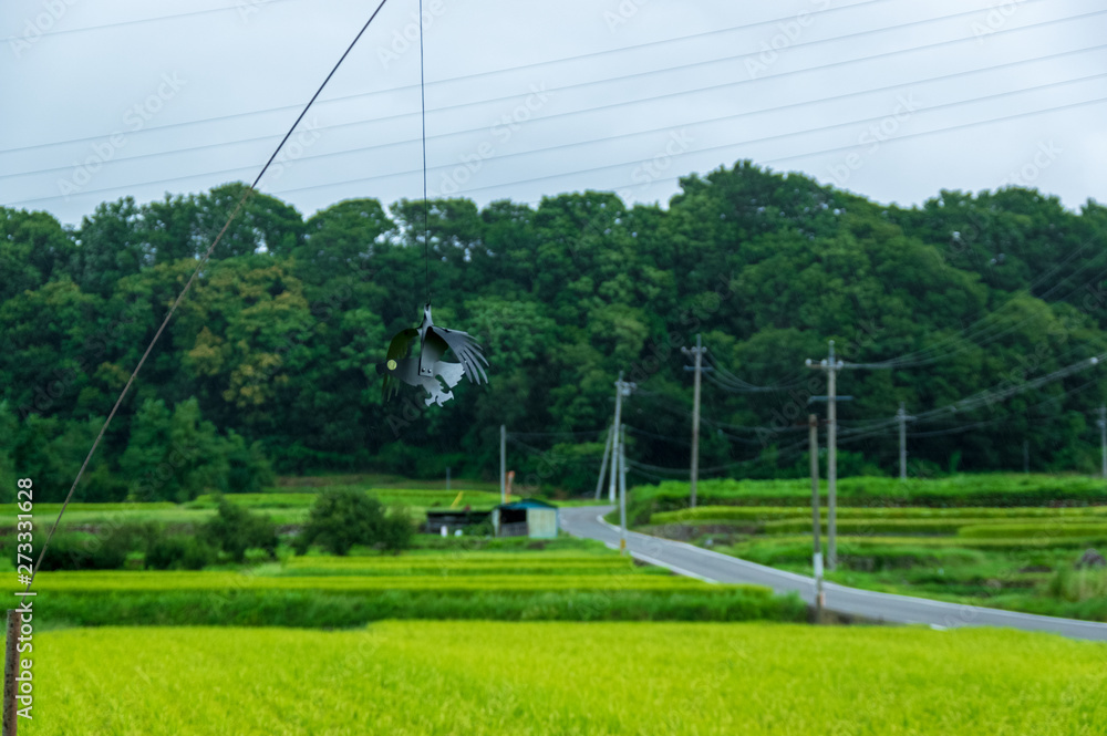 Obraz premium 真夏の雨