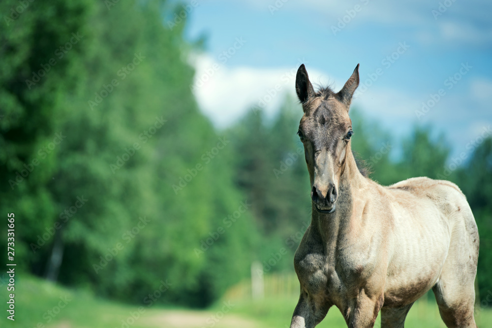 portrait of purebred akhalteke foal walking freely portrait of purebred akhalteke foal walking freely