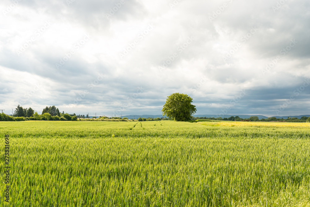 Fototapeta premium A field of ripening barley against a cloudy sky on a spring day in western Germany.