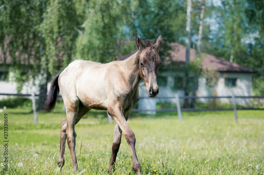 portrait of purebred akhalteke foal walking freely portrait of purebred akhalteke foal walking freely