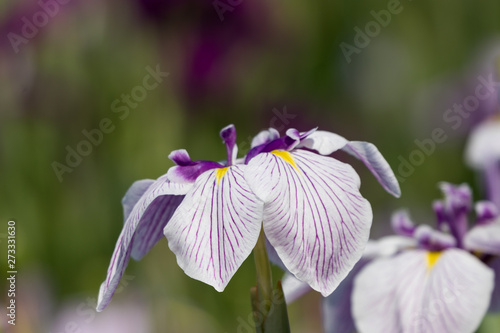 菖蒲　堀切菖蒲園　東京都葛飾区 photo