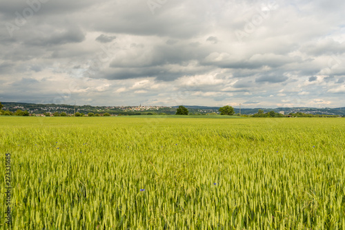 A field of ripening barley against a cloudy sky on a spring day in western Germany.